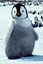 happyfeet2006