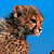 CheetahSmith's avatar