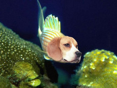 SquishiFish's picture